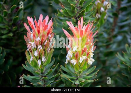 Protea, Mimetes cucullatus (Mimetes cucullatus), fleur, fleur, plante argentée, jardin botanique de Kirstenbosch, le Cap, Afrique du Sud, Afrique Banque D'Images