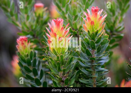 Protea, Mimetes cucullatus (Mimetes cucullatus), fleur, fleur, plante argentée, jardin botanique de Kirstenbosch, le Cap, Afrique du Sud, Afrique Banque D'Images