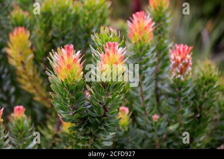 Protea, Mimetes cucullatus (Mimetes cucullatus), fleur, fleur, plante argentée, jardin botanique de Kirstenbosch, le Cap, Afrique du Sud, Afrique Banque D'Images