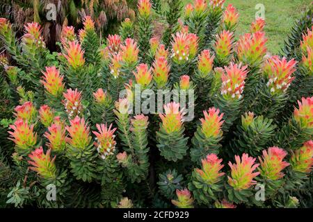 Protea, Mimetes cucullatus (Mimetes cucullatus), fleur, fleur, plante argentée, jardin botanique de Kirstenbosch, le Cap, Afrique du Sud, Afrique Banque D'Images