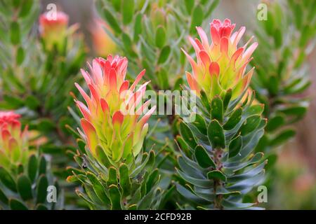 Protea, Mimetes cucullatus (Mimetes cucullatus), fleur, fleur, plante argentée, jardin botanique de Kirstenbosch, le Cap, Afrique du Sud, Afrique Banque D'Images