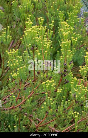 Cils cheveux dorés, (Chrysocoma ciliata), floraison, fleurs, arbuste, jardin botanique de Kirstenbosch, Cap, Afrique du Sud Banque D'Images