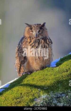 L'aigle-hibou eurasien (Bubo bubo), adulte, sur l'arbre, en hiver, neige, alerte, Forêt de Bohême, République tchèque Banque D'Images