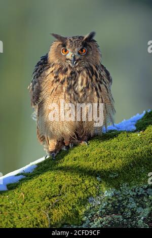 L'aigle-hibou eurasien (Bubo bubo), adulte, sur l'arbre, en hiver, neige, alerte, Forêt de Bohême, République tchèque Banque D'Images