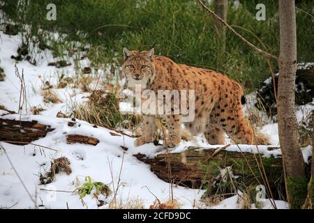 Lynx carpathienne (Lynx lynx carpathicus), adulte, en hiver, dans la neige, Alert, Bavarian Forest, Bavière, Allemagne Banque D'Images