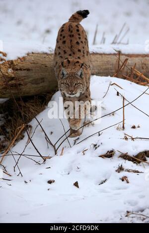 Carpathian Lynx (Lynx lynx carpathicus), adulte, en hiver, dans la neige, vigilant, trainking, fourrager, Bavarian Forest, Bavière, Allemagne Banque D'Images