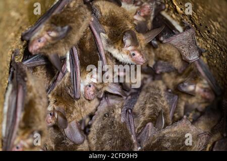 La chauve-souris de Bechstein (Myotis bechsteinii), plusieurs animaux suspendus dans une boîte de nidification, en Allemagne Banque D'Images