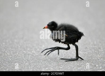 Moorhen commun (Gallinula chloropus), jeune animal, poussin, marche sur asphalte, Bade-Wurtemberg, Allemagne Banque D'Images