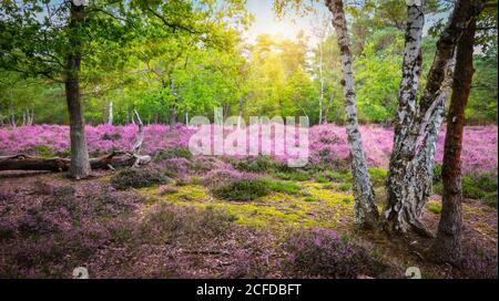 Paysage de bruyère pourpre avec soleil à travers les arbres de forêt décidus. Banque D'Images