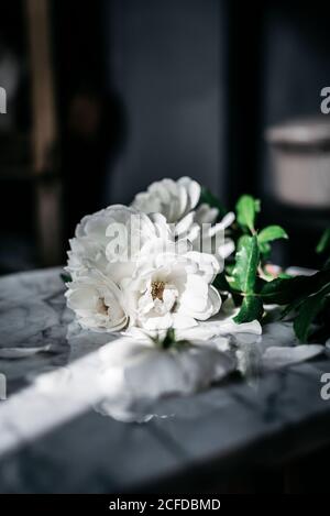 Gros plan roses blanches Banque D'Images