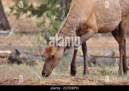 Le wapiti (Cervus elaphus canadensis) fourragé et broutant à la fin du printemps du parc national du Grand Canyon, Arizona, États-Unis. Banque D'Images