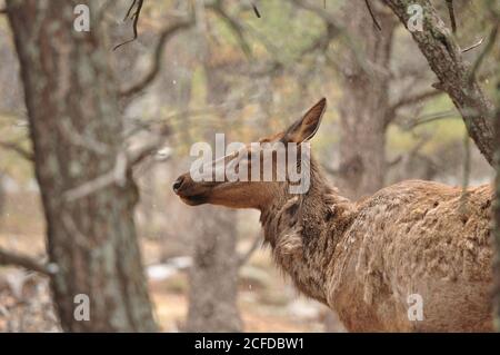 Wapiti (Cervus elaphus canadensis) parmi les arbres à la fin du printemps du parc national du Grand Canyon, Arizona, États-Unis. Banque D'Images