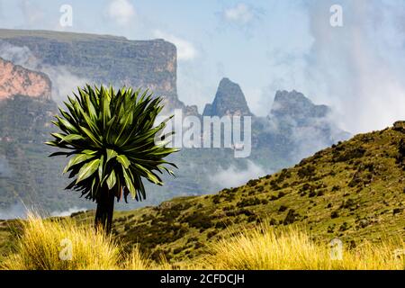 Paysage spectaculaire d'arbre vert qui pousse sur la colline en arrière-plan De montagnes rugueuses en Afrique Banque D'Images