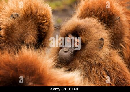 Des muzzles moelleuses de groupes denses de babouins de gelada se bousculaient dans des habitats naturels en Éthiopie, en Afrique Banque D'Images