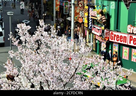 Une scène de rue animée au Japon avec de belles fleurs roses En pleine floraison pendant la saison Sakura Banque D'Images