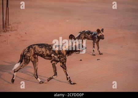 Des chiens sauvages africains se rassemblent sur toute la longueur Terrain de sable sec dans la région de Savuti au Botswana Banque D'Images