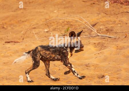 Vue latérale sur toute la longueur du chiot sauvage africain Terrain de sable sec dans la région de Savuti au Botswana Banque D'Images