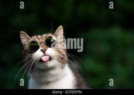tabby blanc british shorthair chat avec lunettes de soleil drôle en collant hors de la langue Banque D'Images