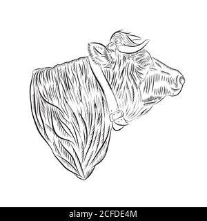 Croquis de la tête d'une vache dans le profil droit avec une ceinture autour du cou illustration vectorielle Banque D'Images