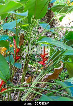 Heliconia, (Heliconia), Claws de homard, False Birds of Paradise, Parc national d'Ivoloina, rivière Ivoloina, Taomasina, Tamatave, Madagascar, Afrique, Banque D'Images