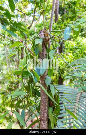 Vanille, vanille épicée, (vanille planifolia), Parc national d'Ivoloina, rivière Ivoloina, Taomasina, Tamatave, Madagascar, Afrique, Océan Indien Banque D'Images