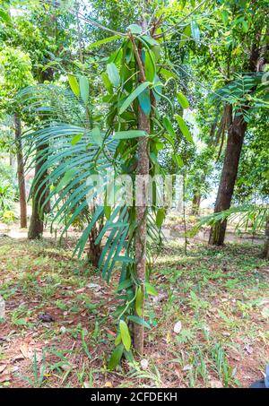 Vanille, vanille épicée, (vanille planifolia), Parc national d'Ivoloina, rivière Ivoloina, Taomasina, Tamatave, Madagascar, Afrique, Océan Indien Banque D'Images