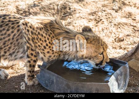 Alimentation de Cheetah au camp de repos de la forêt de Quivertree, Keetmanshoop, Namibie Banque D'Images