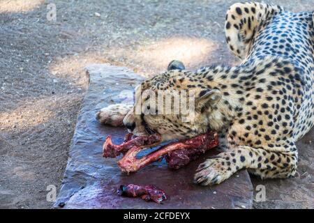 Alimentation de Cheetah au camp de repos de la forêt de Quivertree, Keetmanshoop, Namibie Banque D'Images