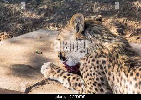 Alimentation de Cheetah au camp de repos de la forêt de Quivertree, Keetmanshoop, Namibie Banque D'Images