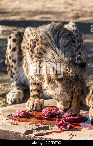 Alimentation de Cheetah au camp de repos de la forêt de Quivertree, Keetmanshoop, Namibie Banque D'Images