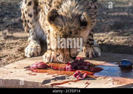 Alimentation de Cheetah au camp de repos de la forêt de Quivertree, Keetmanshoop, Namibie Banque D'Images