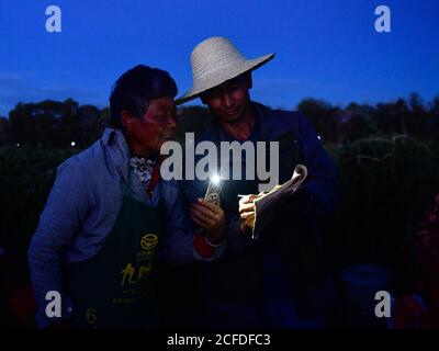 (200905) -- DELIGHA, 5 septembre 2020 (Xinhua) -- Li Fuwen (R) compte le paiement de son employé dans le village de Quanshui, dans la préfecture autonome mongole et tibétaine de Haixi, dans la province de Qinghai, dans le nord-ouest de la Chine, le 2 septembre 2020. Li Fuwen, 51 ans, vit à Quanshui Village de Delingha City, Haixi. En 2011, vu l'essor de l'industrie des baies de goji dans la région du bassin de Qaidam, Li, qui travaillait sur des chantiers de construction, décide de retourner dans sa ville natale pour cultiver des baies de goji. En 2014, ses baies sont enfin entrées dans la période complète des fruits. Li a gagné 120,000 yuans (environ 17,541 dollars américains) au cours de cette saison. Depuis, Banque D'Images