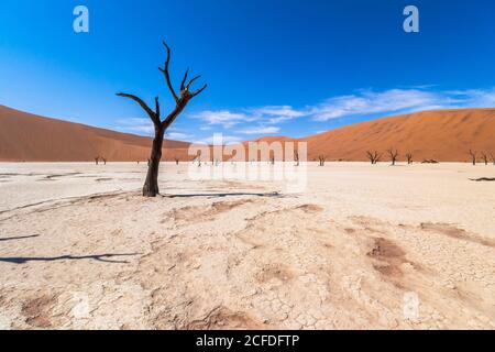 Arbres morts dans un large paysage du Deadvlei (blanc sel-argile), Sossusvlei, Sesriem, Namibie Banque D'Images