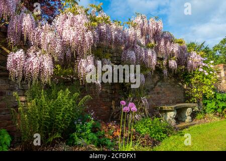 Wisteria Sinensis Banque D'Images