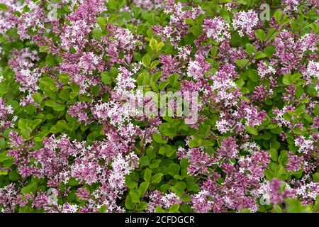 Lilas coréen, Syringa meyeri palabin Banque D'Images