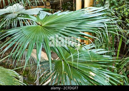 Feuilles vert tropical Banque D'Images