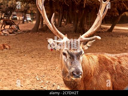 Cerf brun avec de grandes cornes branchy dans le parc Banque D'Images