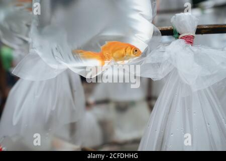 Depuis le dessous de l'aquarium de poissons rouges flottant dans un sac en plastique le marché est au point mort Banque D'Images