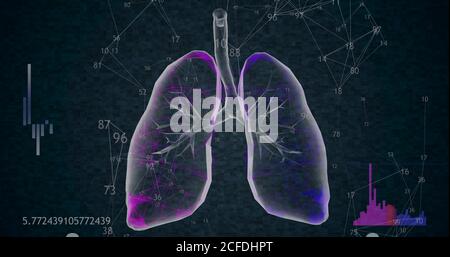 Rotation de 360 poumons polygonaux bas modèle 3D sur fond noir avec des nombres et des diagrammes croissants animés. Illustration 3D Banque D'Images