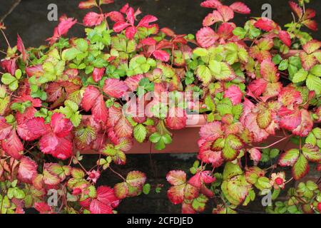 Plante de fraise factice aussi connue sous le nom de fraise fausse, baie de serpent, et baie indienne Banque D'Images