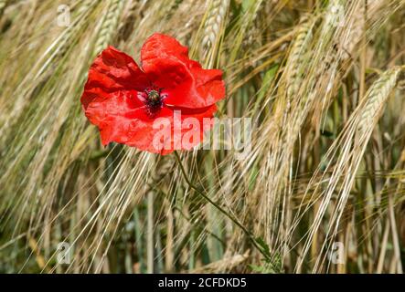 Coquelicots rouges en fleurs dans un champ de seigle, Mont-sur-Rolle, Suisse Banque D'Images