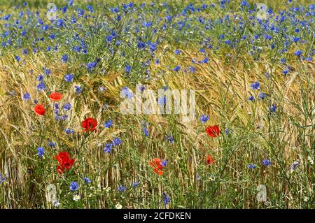 Les coquelicots et les fleurs de maïs fleurissent dans un champ de seigle, Mont-sur-Rolle, Suisse Banque D'Images