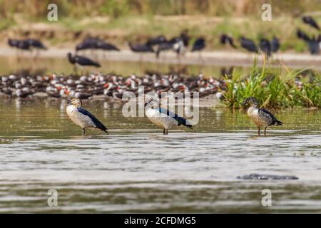 Canard à bec de canard (Sarkidiornis melanotos), parc national de Murchison Falls, Ouganda. Banque D'Images