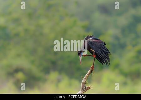 Ciconie d'Abdim (Ciconia abdimii), parc national de Murchison Falls, Ouganda. Banque D'Images