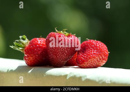 Trois délicieuses fraises rouges naturellement mûres saines avec des vitamines Banque D'Images