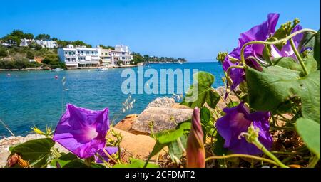Fleurs sur la promenade vide de Porto Petro, station touristique dans le sud de Majorque, Europe, Iles Baléares, Espagne Banque D'Images