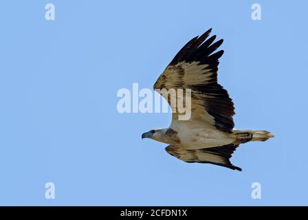Aigle à poisson à ventre blanc - Haliaeetus leucogaster, magnifique aigle à poisson en vol, terres humides et côtes asiatiques, Sri Lanka. Banque D'Images