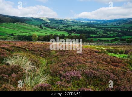 Landes de bruyère en fleur à travers les landes de New York de Nroth à travers le dale sous ciel bleu avec des nuages en été à Glaisdale, Yorkshire, Royaume-Uni. Banque D'Images