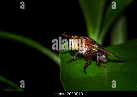 Mouche tachinide (Tachinidae) assise sur une feuille, Afrique du Sud Banque D'Images