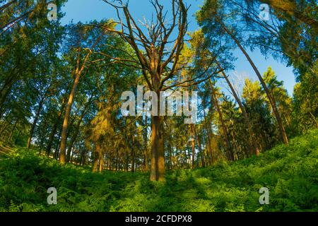 La forêt en été, tôt le matin avec une lentille Fisheye sont photographiées, au centre avec un grand chêne mort Banque D'Images
